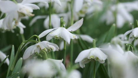 A-bed-of-pure-white-Snowdrop-flowers-in-a-garden-in-Worcestershire,-England-on-a-windy-day