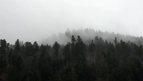Zeitraffer-Stimmungsvoller-Wald-Mit-Wolken-Auf-Dunklen-Bäumen