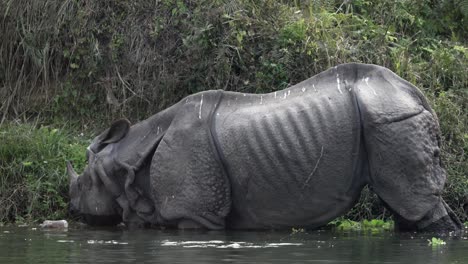 Un-Rinoceronte-Salvaje-Con-Cuernos-Comiendo-Plantas-Acuáticas-En-El-Parque-Nacional-De-Chitwan-En-Nepal