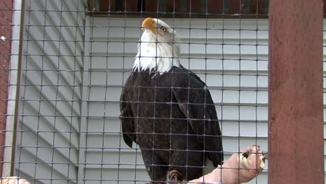 Bald-Eagle-in-captivity.-Alaska-Raptor-Center
