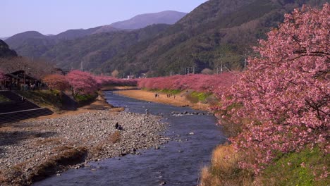Wide-view-over-riverbed-with-many-Sakura-Cherry-Blossom-trees-growing