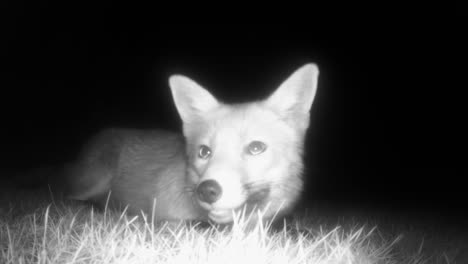 Night-vision-of-a-happy,-crouched,-urban-fox-