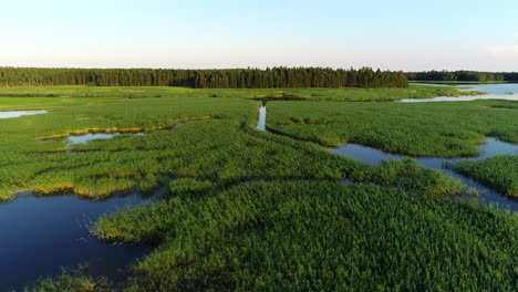 Drone-footage-of-green-reed-vegetation