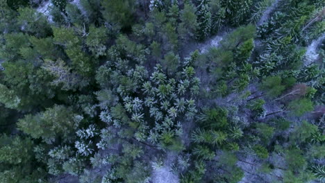 Topdown-drone-footage-of-snowy-winter-woods