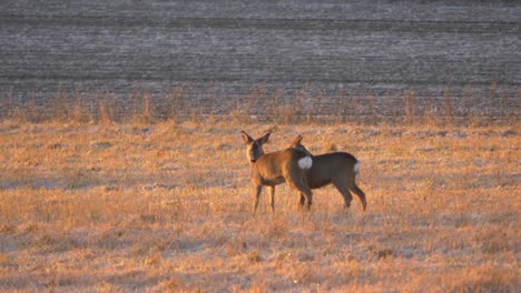 Lovely-couple-of-Young-white-tailed-deer-alone-amidst-empty-field---Wide-long-shot