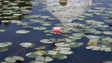 Lotus-flower-in-a-pond
