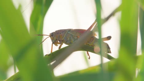 backlit-grasshopper-resting-on-sawgrass-leaves