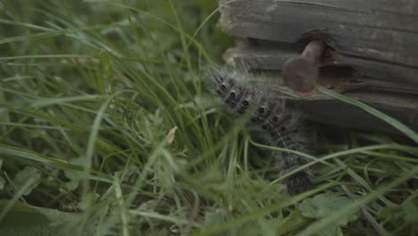Gypsy-moth-caterpillar-crawling-around-rusty-nail-on-log,-handheld-close-up