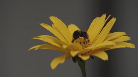 Eine-Arbeitsbiene-Auf-Einer-Gelben-Blume,-Bestäubung,-Statische-Nahaufnahme