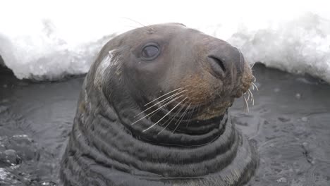 Big-nosy-Grey-Seal-deep-breathing-on-a-gap-at-a-frozen-lake-surface---Portrait-Close-up-Slow-motion