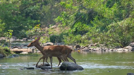 Eld's-Deer,-Panolia-eldii,-4K-Footage-of-two-individual-deer-crossing-the-stream,-from-right-to-the-left-at-Huai-Kha-Kaeng-Wildlife-Sanctuary,-Thailand
