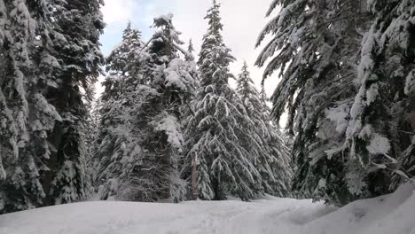 Snowshoeing-Traces-On-Gold-Creek-Snowshoe-Trail-With-Dense-Spruce-Woods-In-Snoqualmie-Pass,-Washington-State