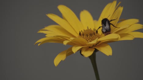 Eine-Arbeitsbiene-Auf-Einer-Gelben-Blume,-Bestäubung,-Extreme-Detailaufnahme