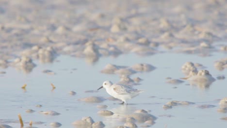 little-sanderling-running-and-hopping-along-sandy-low-tide-flats-in-slow-motion