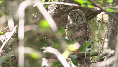 barred-owl-in-cypress-forest-slowly-closing-eyes