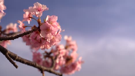 Nahaufnahme-Der-Hintergrundunschärfe-Der-Schönen-Rosa-Kirschblüte-Gegen-Den-Blauen-Himmel