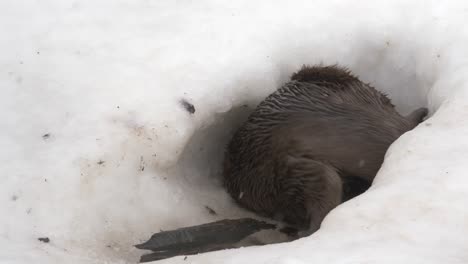 Slick-Otter-diving-back-into-his-icy-lair-in-frozen-winter-lake---Medium-close-up-slow-motion-shot