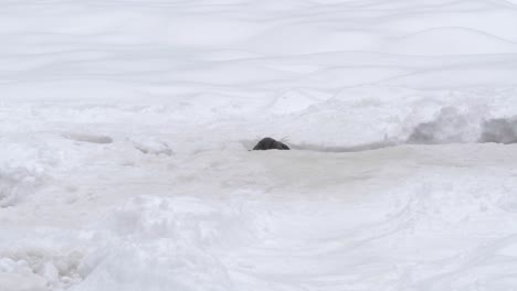 Grey-Seal-prying-from-ice-gap-standing-out-amid-white-snowed-backdrop---Long-wide-shot