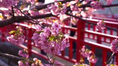 Typische-Rote-Brücke-In-Japan-Mit-Vielen-Sakura-Kirschblüten-Im-Vordergrund