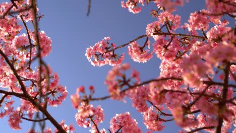 Handheld-view-looking-up-at-Kawazu-Sakura-Cherry-Blossom-tree-against-blue-sky