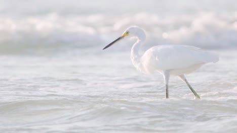 white-egret-looking-for-fish-amongst-ocean-waves-in-slow-motion
