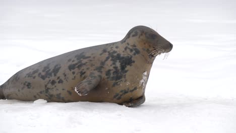 Cute-Grey-seal-calmly-slumbering-above-Frozen-surface-at-winter-time---Medium-slow-motion-shot