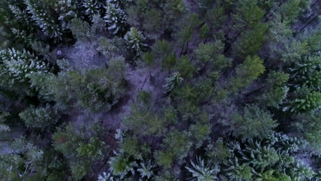 Aerial-view-of-a-snowy-forest-looking-down