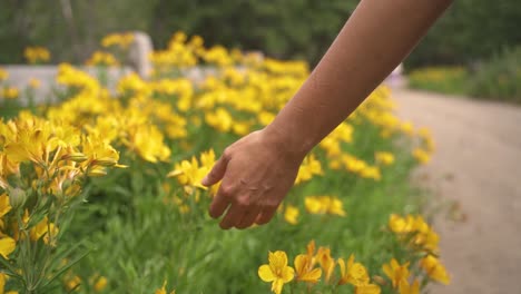Closeup-of-female-hand-caressing-touching-yellow-flowers-2-in-slow-motion-and-60-fps