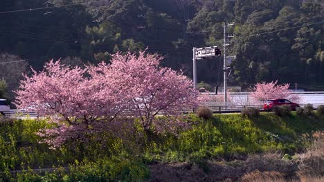 Hermosos-árboles-De-Sakura-Que-Crecen-En-La-Pendiente-Con-Tráfico-Que-Pasa-En-Segundo-Plano