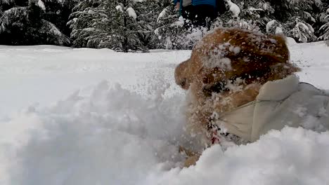 Adorable-Young-Golden-Retriever-Playing-And-Digging-Fresh-Snow