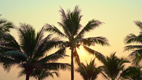 Palm-trees-fronds-partially-block-an-early-evening-tropical-sunset