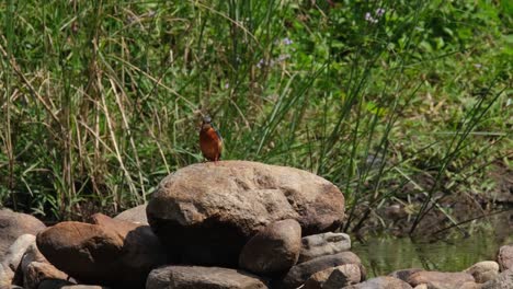 Common-Kingfisher,-Alcedo-atthis,-Huai-Kha-Kaeng-Wildlife-Sanctuary,-Thailand