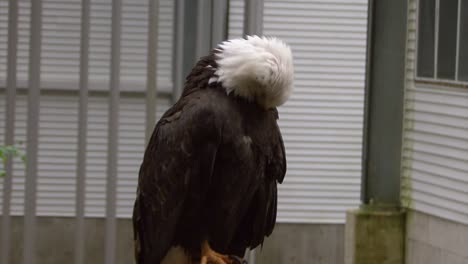 águila-Calva-Adulta-En-Sitka,-Centro-De-Aves-Rapaces-De-Alaska