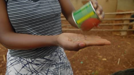 Nahaufnahme-Der-Hände-Einer-Afrikanischen-Frau,-Die-Eine-Dose-Tomatensamen-In-Ihre-Handfläche-Gießt