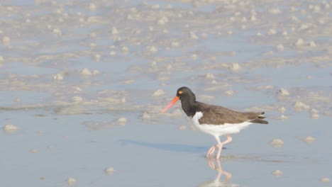 oystercatcher-walking-along-sandy-low-tide-flats-and-poking-beak-in-and-out-of-sand-to-feed-in-slow-motion