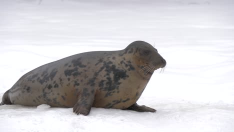 Plump-Grey-seal-hopping-out-of-gap-in-frozen-surface-of-winter-lake---Medium-slow-motion-shot
