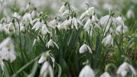 Ein-Bett-Aus-Reinweißen-Schneeglöckchenblumen-In-Einem-Garten-In-Worcestershire,-England-An-Einem-Windigen-Tag