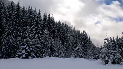 Pine-Trees-In-Forest-Covered-With-Snow-In-Snoqualmie-Pass-At-Winter-Season-In-Washington