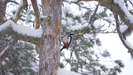 Middle-spotted-woodpecker-poking-snow-covered-tree-in-Swedish-forest---Long-medium-shot