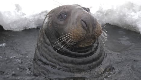 Grey-Seal-afloat-at-surface-in-an-ice-opening-under-gentle-snowfall---Portrait-Close-up-shot