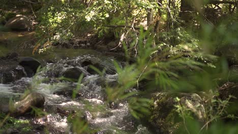Rack-focus-vegetation-to-small-quiet-brook-in-forest-Slow-Motion-60fps