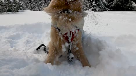 Golden-Retriever-hund,-Der-Während-Der-Wintersaison-Auf-Schnee-Gräbt-Und-Spielt