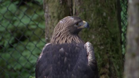 águila-Calva-Joven-Que-Descansa-Sobre-Una-Rama-De-árbol-En-Alaska-En-Un-Día-Lluvioso