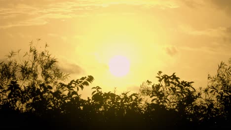 Sonnenaufgang-Mit-Landschaftslaubsilhouetten-Und-Herumfliegenden-Libellen