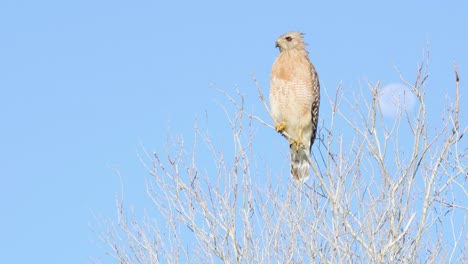 red-shouldered-hawk-perched-on-top-of-bald-tree-branches-with-blue-sky-and-out-of-focus-moon-in-background