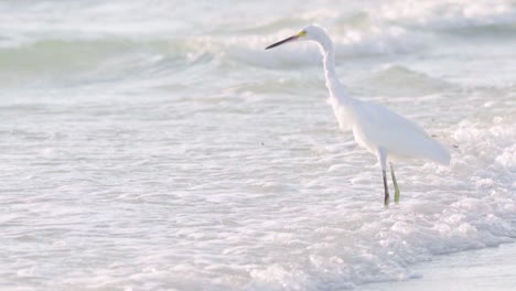 white-egret-catching-and-eating-fish-along-ocean-beach-shore-and-dipping-beak-in-water-in-slow-motion