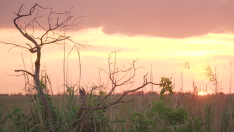 tilt-up-reveal-of-everglades-sawgrass-landscape-sunset