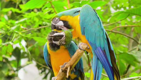 Liebevoller-Bunter-Kakapo-Papagei-Kratzt-Juckende-Federn-An-Freundin-Vogel-Exotische-Vögel-Papageien-Im-Dschungel-Südamerikanische-Subtropische-Reisen-Warmes-Klima-Bäume-Valentinstag-Herz-Amazonas
