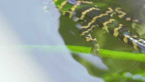Baby-Alligator-Mit-Kriechendem-Käfer-Auf-Dem-Kopf,-Der-Im-Wasser-Schwimmt
