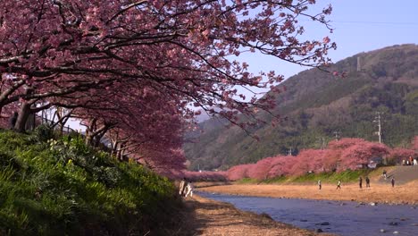 Ruhige-Landschaft-Am-Flussbett-Mit-Vielen-Sakura-kirschblütenbäumen-Und-Menschen